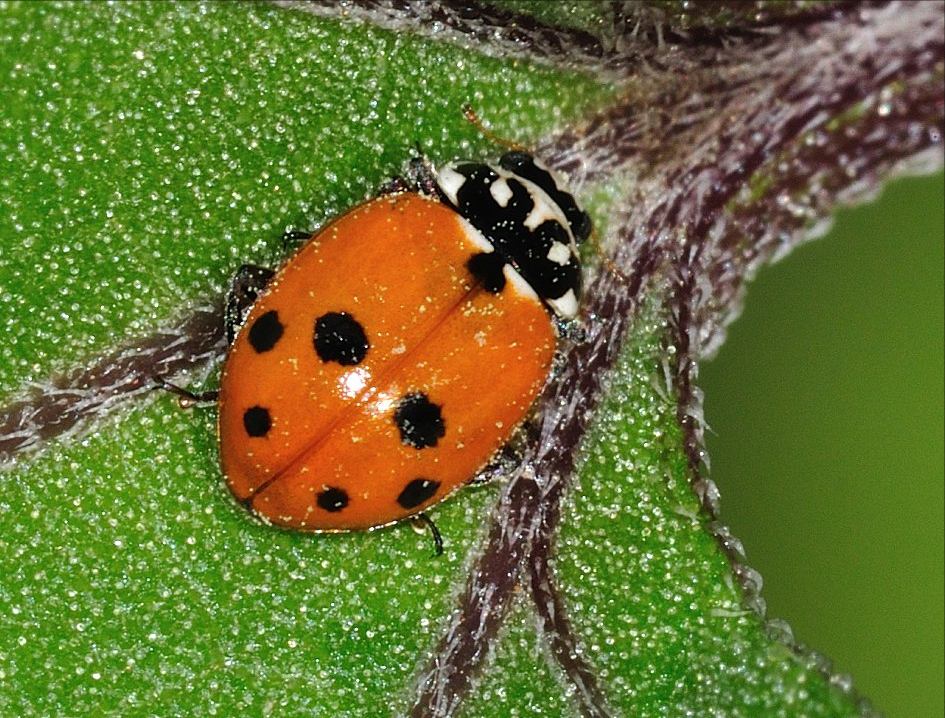 Coccinella: Hippodamia variegata